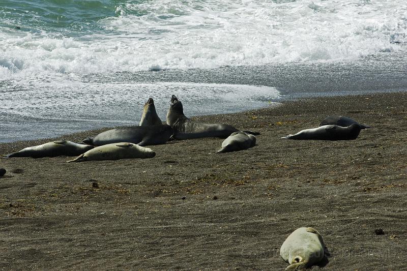 20071209 104332 D2X 4200x2800.jpg - Sea Lions, Puerto Madryn